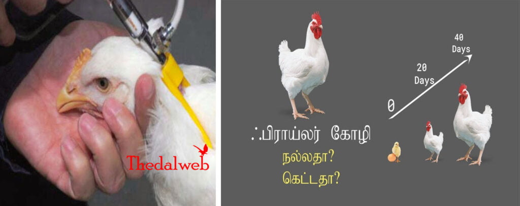 braaolr02 Thedalweb Risk for with broiler chickens - பிராய்லர் கோழிகளால் ஆண்மைக்கு ஆபத்து...?