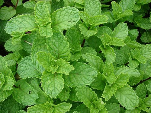 mentha spicata leaves Forest Thedalweb புதினா கீரையின் பயன்கள்