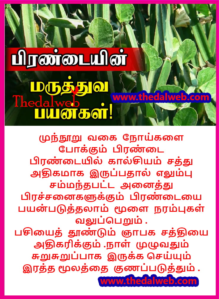 28 Thedalweb வாட்ஸ் அப் ஸ்டேட்டஸ்களை காண இதோ இங்கே வாருங்கள்