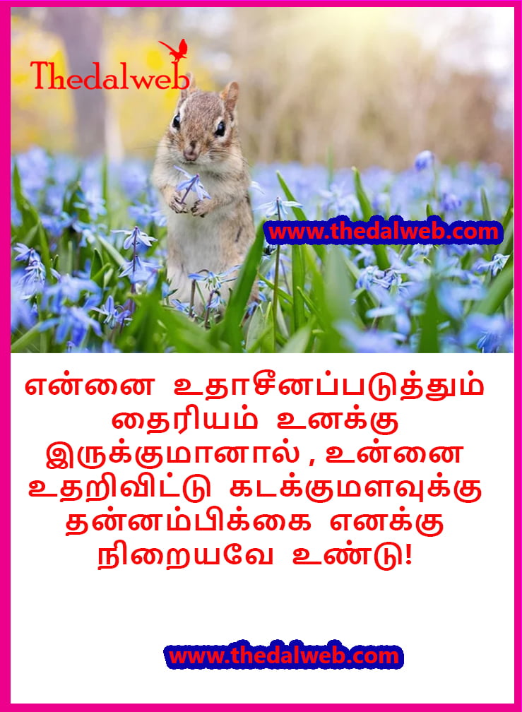 29 Thedalweb வாட்ஸ் அப் ஸ்டேட்டஸ்களை காண இதோ இங்கே வாருங்கள்