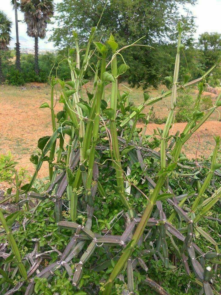 pirandai 1 Thedalweb பிரண்டையின் மருத்துவ பயன்கள்