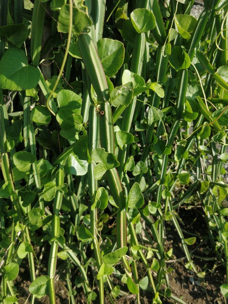 pirandai Thedalweb பிரண்டையின் மருத்துவ பயன்கள்