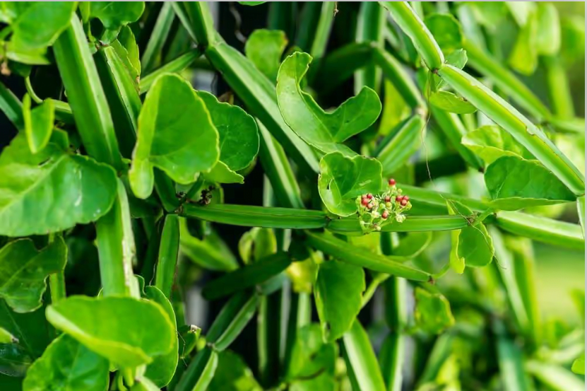 prandai Thedalweb பிரண்டையின் மருத்துவ பயன்கள்